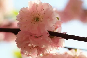P1060337